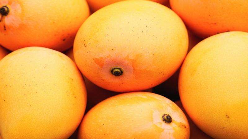 The-Council-of-Mosques