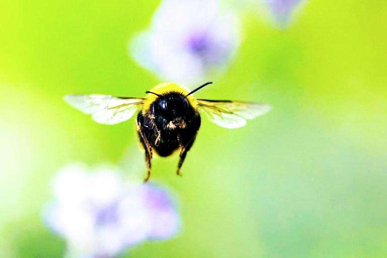 The-Council-of-Mosques