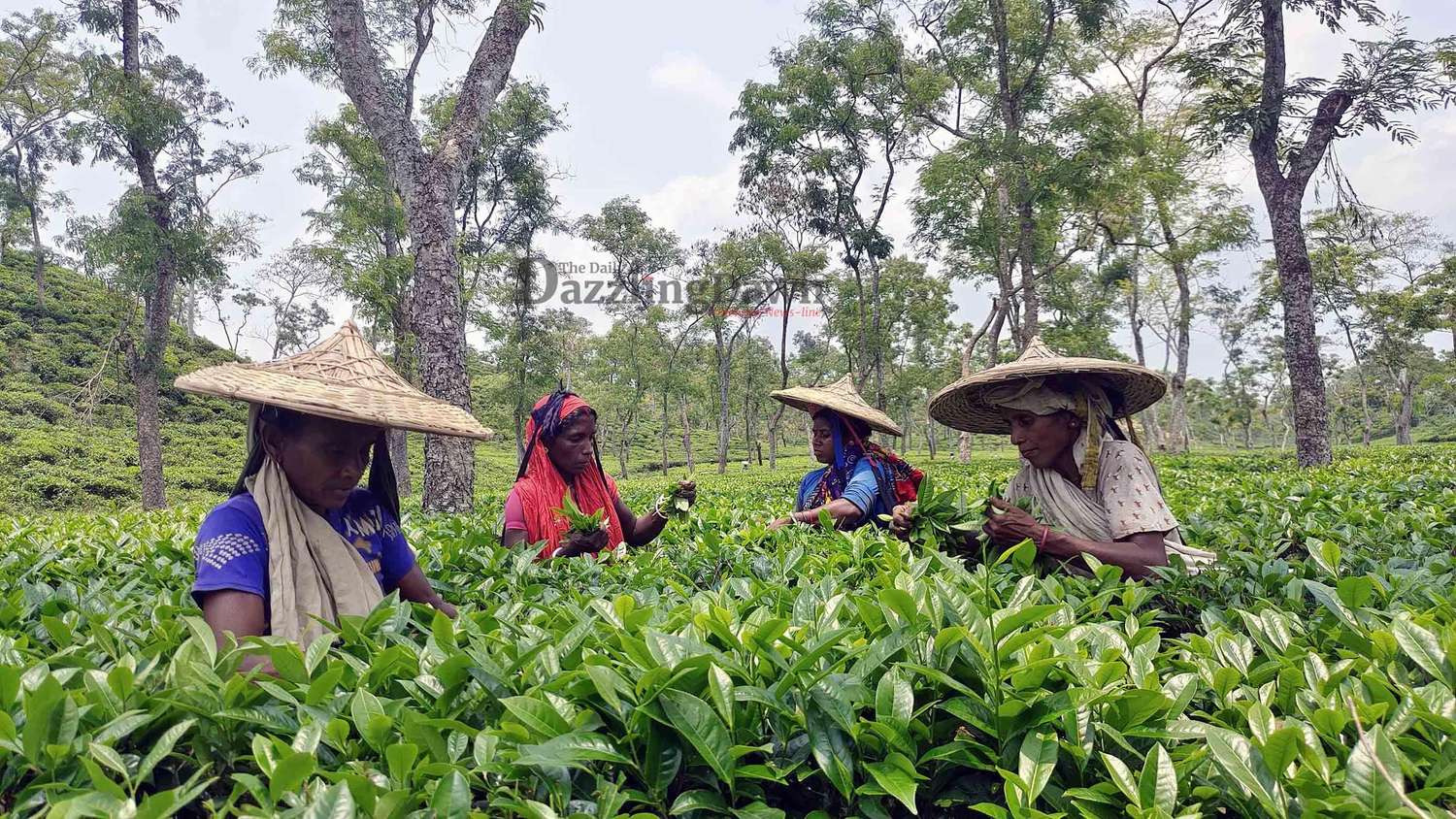 The-Council-of-Mosques